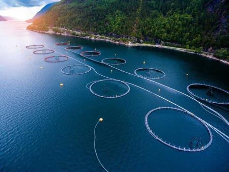 ایجاد زنجیره ارزش تولید ماهی در قفس در آب های شمال کشور
