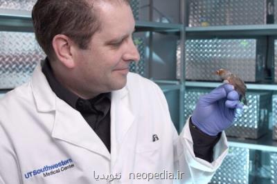 دانشمندان مغز فنچ ها را دستكاری كردند