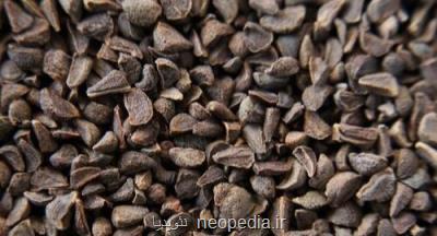 تأثیر عصاره اسپند در كاهش اشتها و وزن