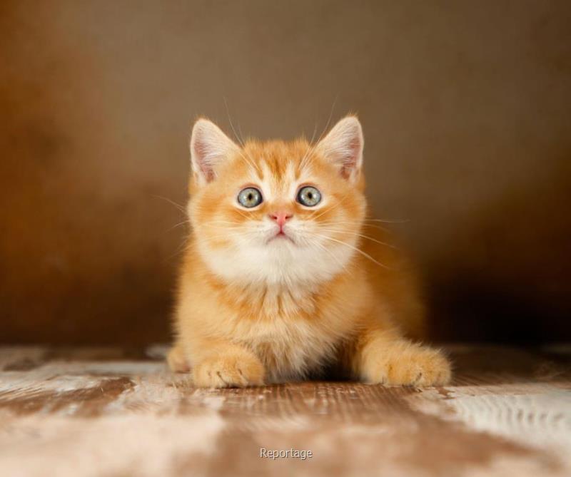 بچه گربه ها