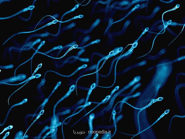 ارتباط بین فعالیت بدنی و کیفیت اسپرم