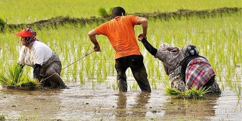 افزایش بهره گیری از ظرفیت آموزشی و پژوهشی کشور در بخش کشاورزی گیلان