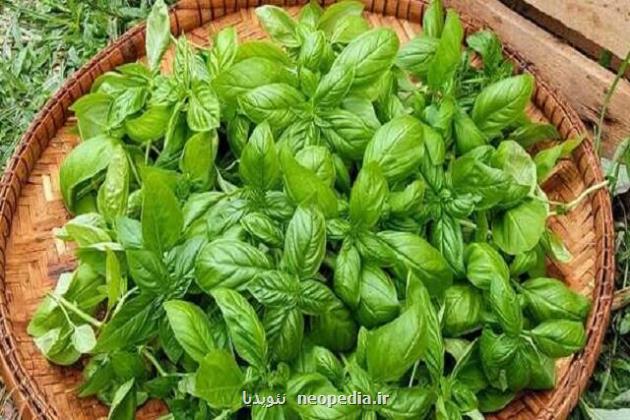 برای مقابله با دیابت نوع ۲ ریحان بخورید