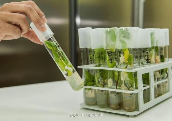 امنیت غذایی با 50 طرح فناورانه رونق می گیرد