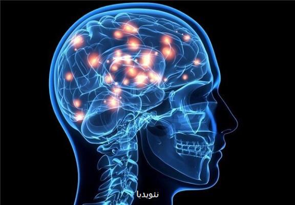 سلول بنیادی لطمه های سکته را درمان می کند