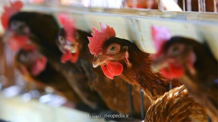 رسیدن به فناوری تلقیح مصنوعی خروس نژاد آرین برای تولید باکیفیت طیور