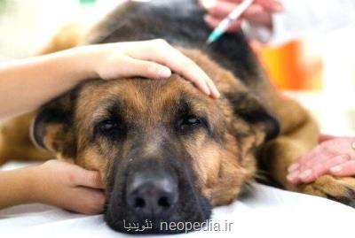 تكنولوژی امیكس گامی برای درمان سرطان در سگ