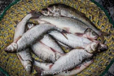 تولید ژلاتین آنتی باكتریال از ضایعات ماهی